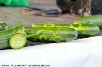 fot.Robert Wierzbicki