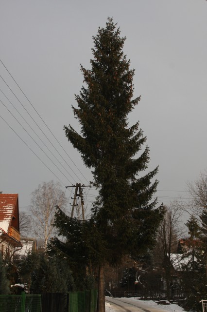 fot.Artek (canon) 241.jpg