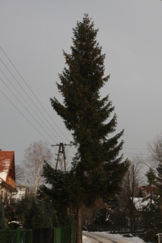 fot.Artek (canon) 241.jpg