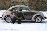 fot.Michał (VW Trends)