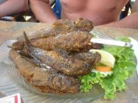 fot.Artek - a to Rybki ;) jedna sie troche truje...