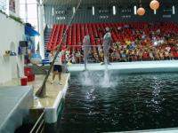 fot.Marek - Delfinarium